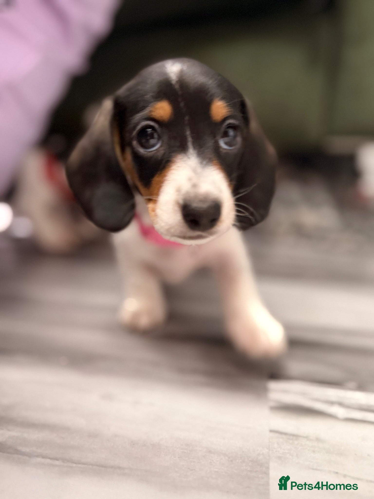 Miniature Dachshund dogs 5 cute kanishen miniature dachshund puppies - Advert 1