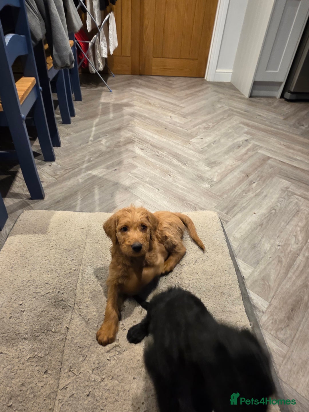 Labradoodle dogs for sale: F1 labradoodles - Image 7