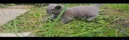 Mixed Breed cats for sale: 5 beautiful kittens  - Advert 5