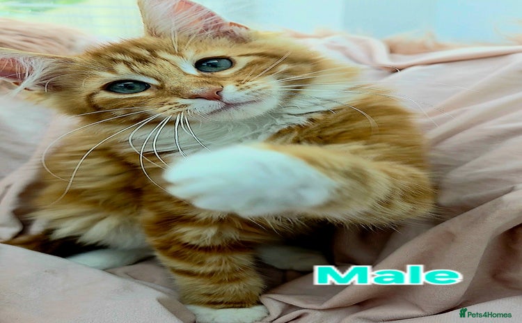 Mixed Breed cats - Advert 3
