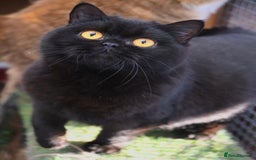 British Shorthair cats for sale: Beautiful blue tortie & white ready now  - Image 6