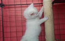 Maine Coon cats for sale: Maine Coon kittens in Manchester  - Image 29