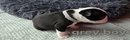 Boston Terrier dogs for sale: ⭐️KC registered beautiful Boston terrier puppies - Advert 24