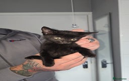 Mixed Breed cats for sale: 8 Kittens looking for their forever homes! - Image 5
