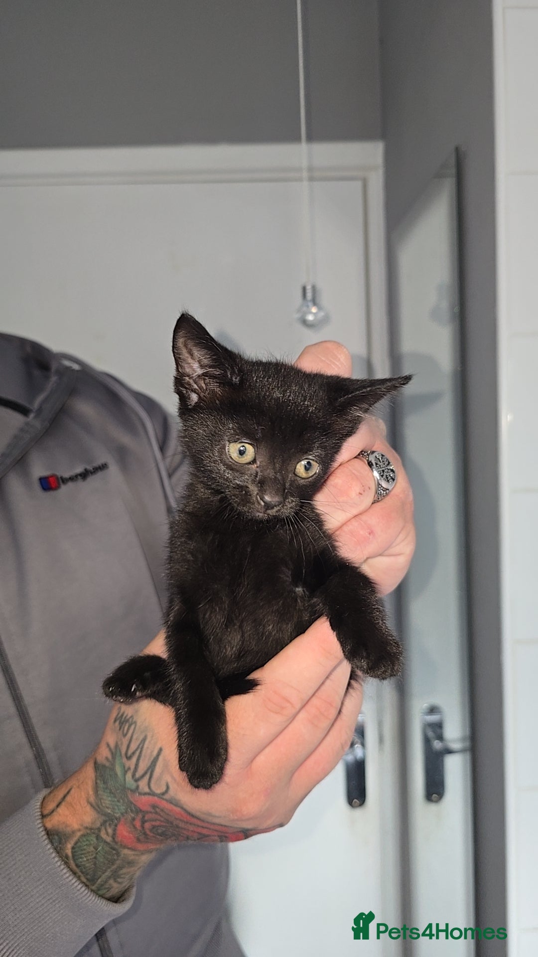 Mixed Breed cats for sale: 8 Kittens looking for their forever homes! - Image 5