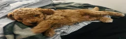 Mixed Breed dogs for sale: Hassan H - Advert 21