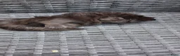 Guinea Pig rodents for sale: Baby boy guinea pigs ready to leave  - Advert 11
