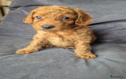 Cockapoo dogs for sale: F1b Cockapoo - ready this weekend - Image 27