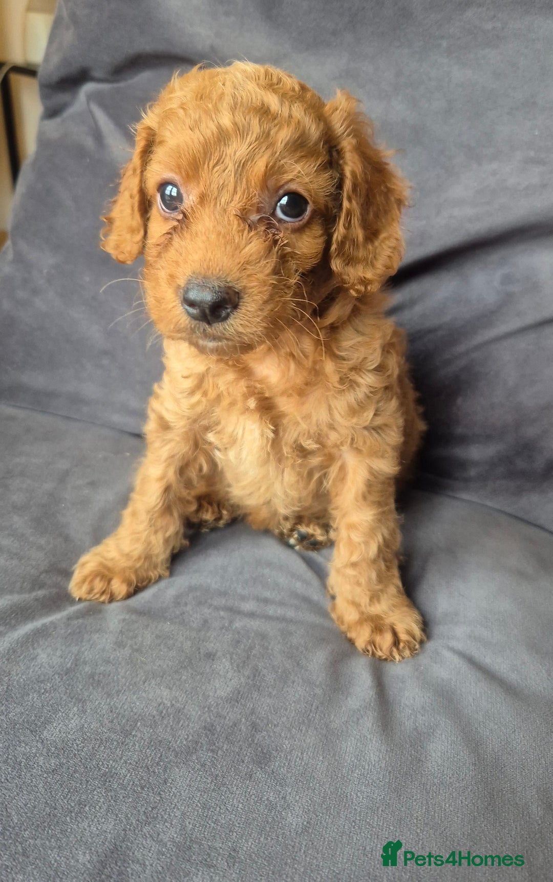 Cockapoo dogs for sale: F1b Cockapoo - ready this weekend - Image 27