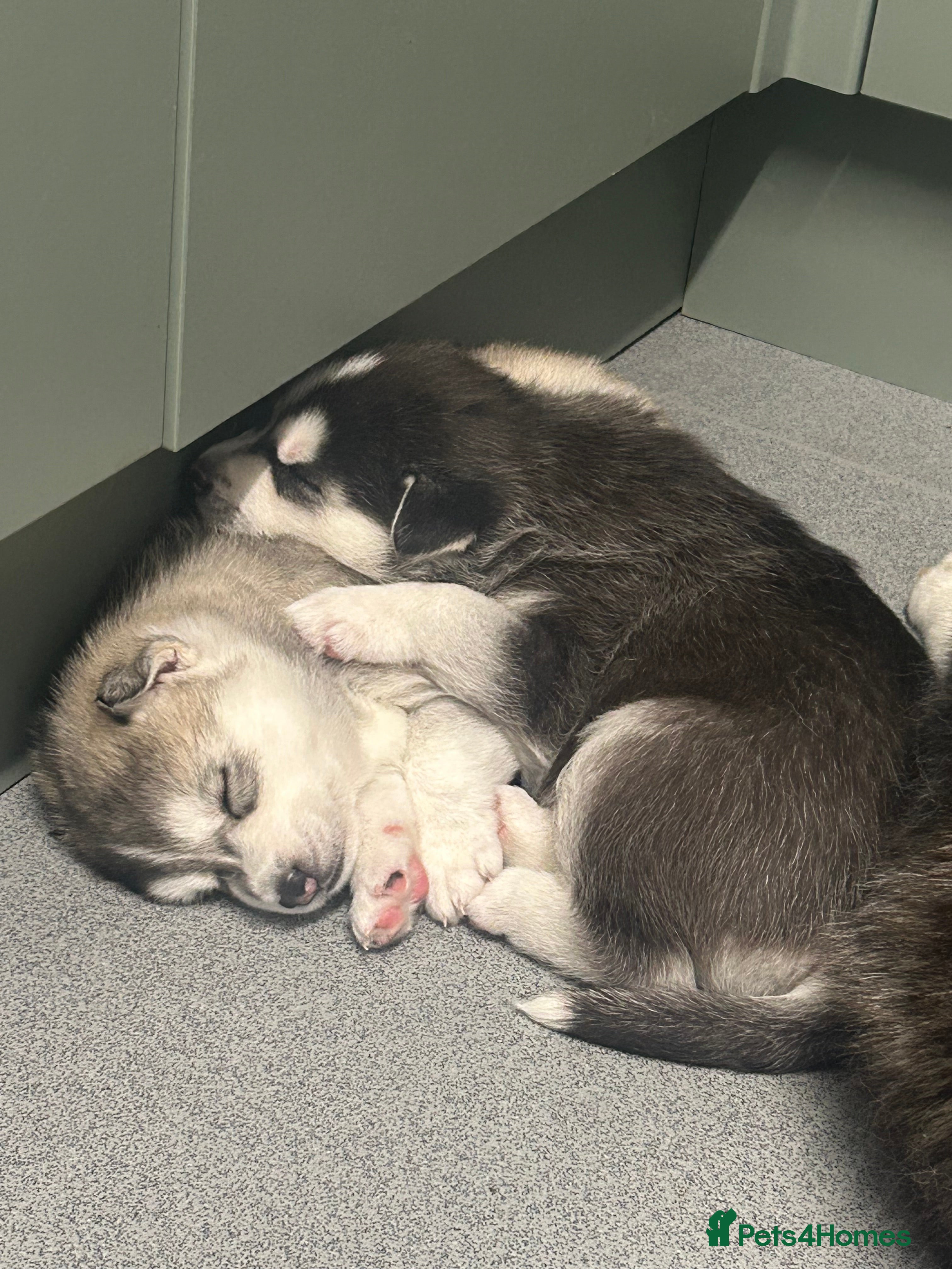 Siberian Husky dogs 2 beautiful puppy’s  - Advert 1