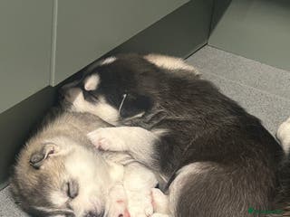 Siberian Husky dogs 2 beautiful puppy’s - Advert 11