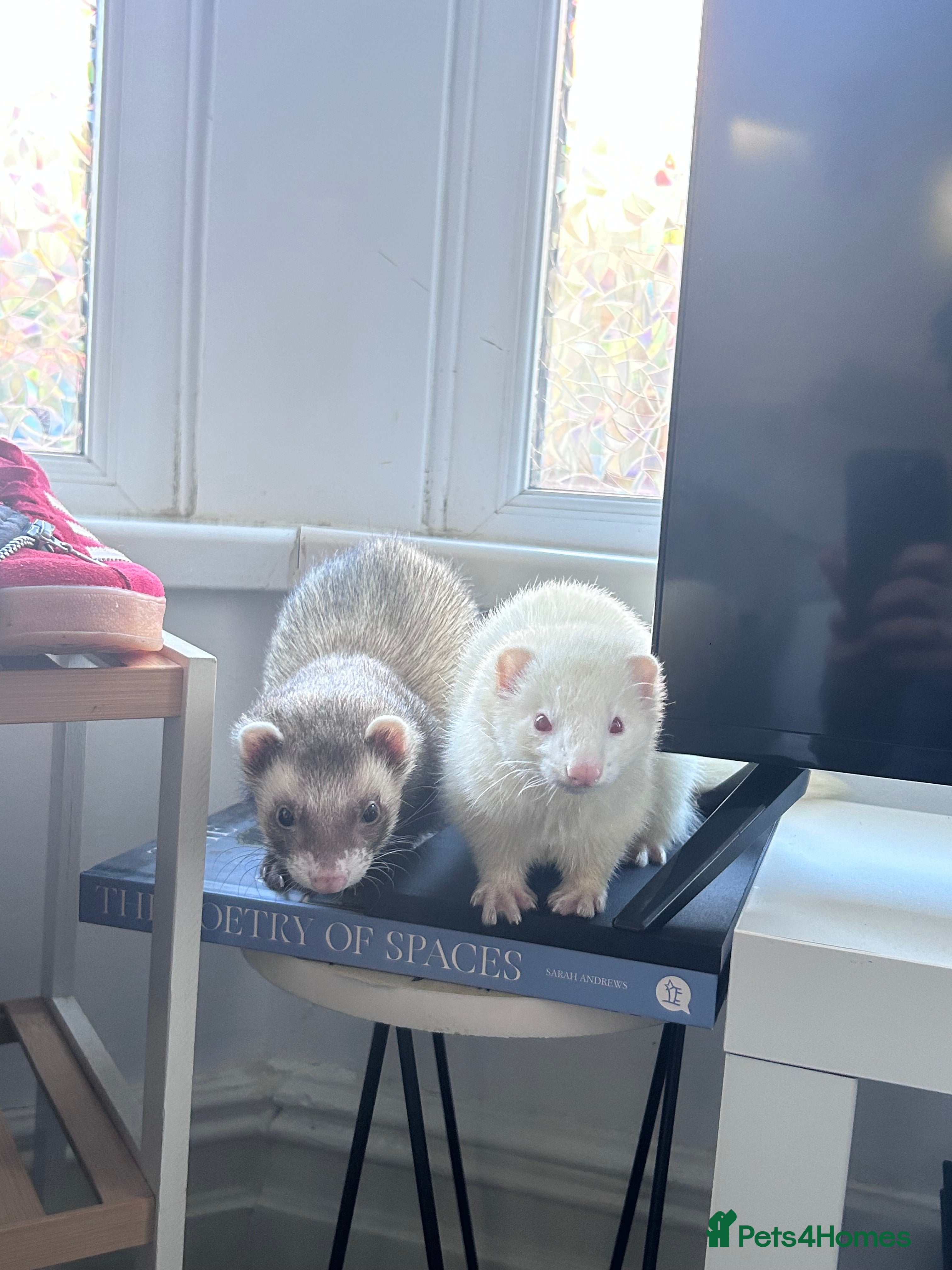 Ferret rodents Two Ferrets For Sale With Whole Set Up - Advert 1