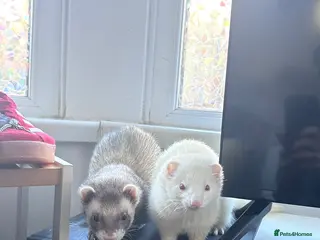 Ferret rodents Two Ferrets For Sale With Whole Set Up - Advert 1