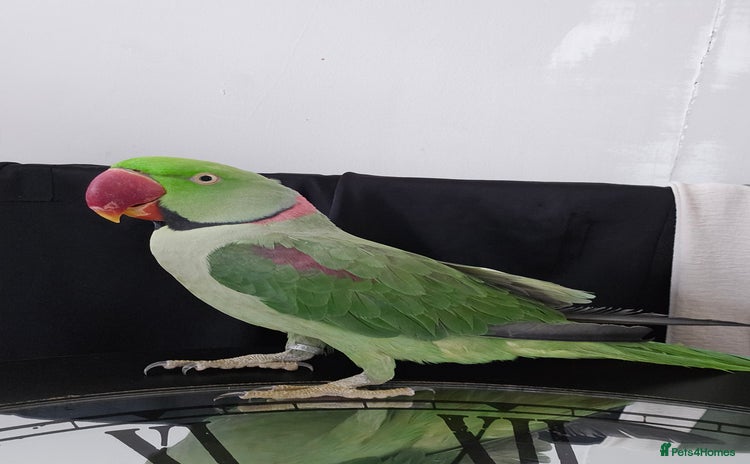 Parakeets birds - Advert 3