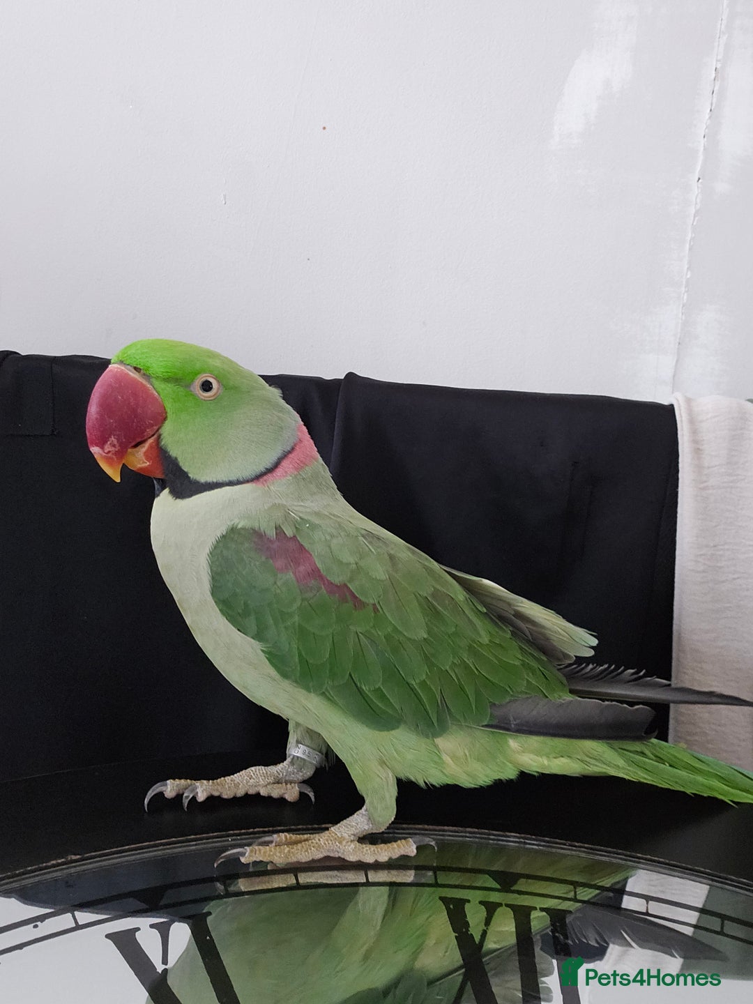 Parakeets birds for sale: Echo the alexandrine  - Image 1