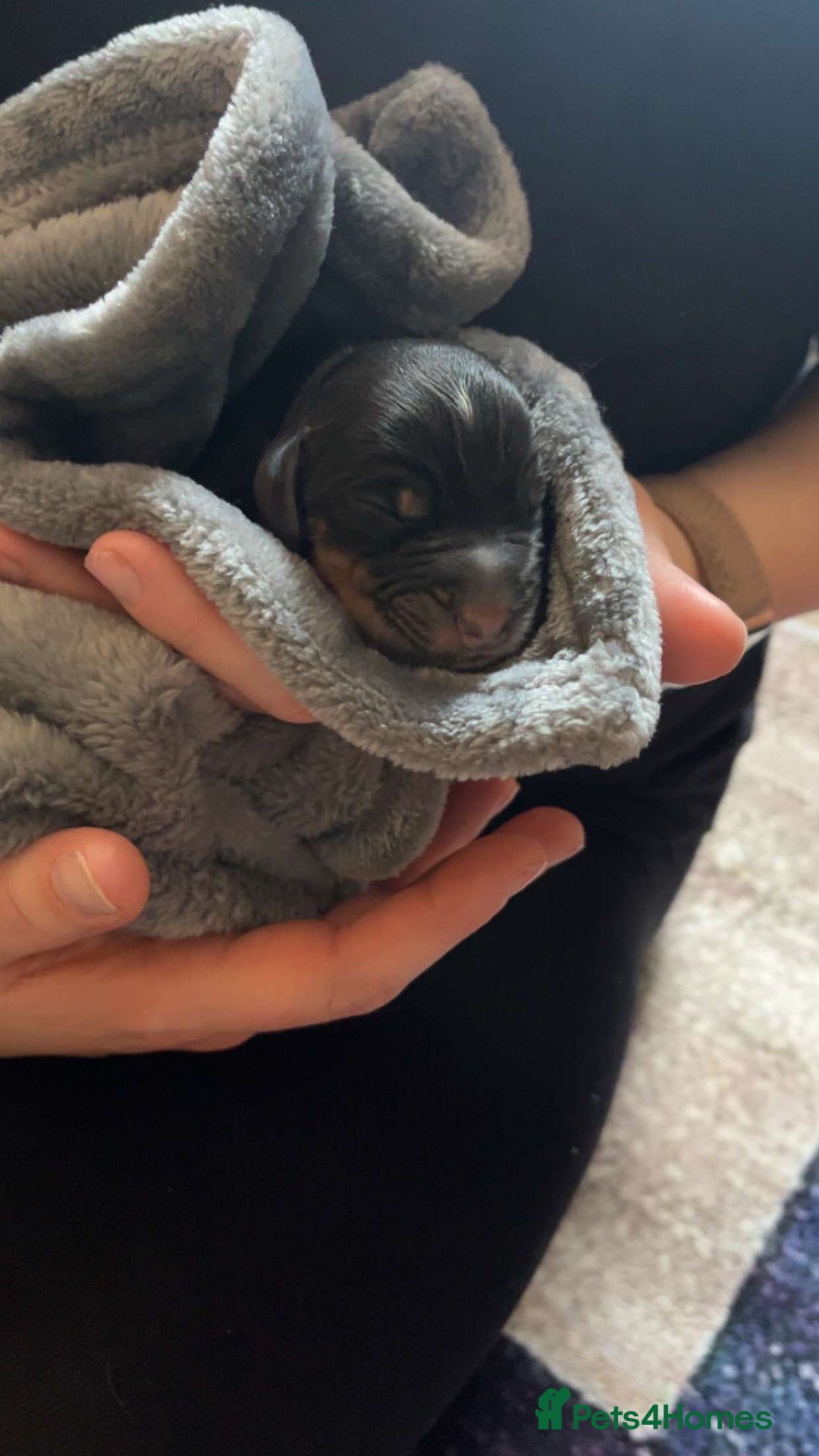 Cocker Spaniel dogs for sale: Cocker spaniel puppies  - Image 4