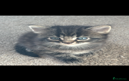 Mixed Breed cats for sale: Fluffy Adorable Kittens - Image 6