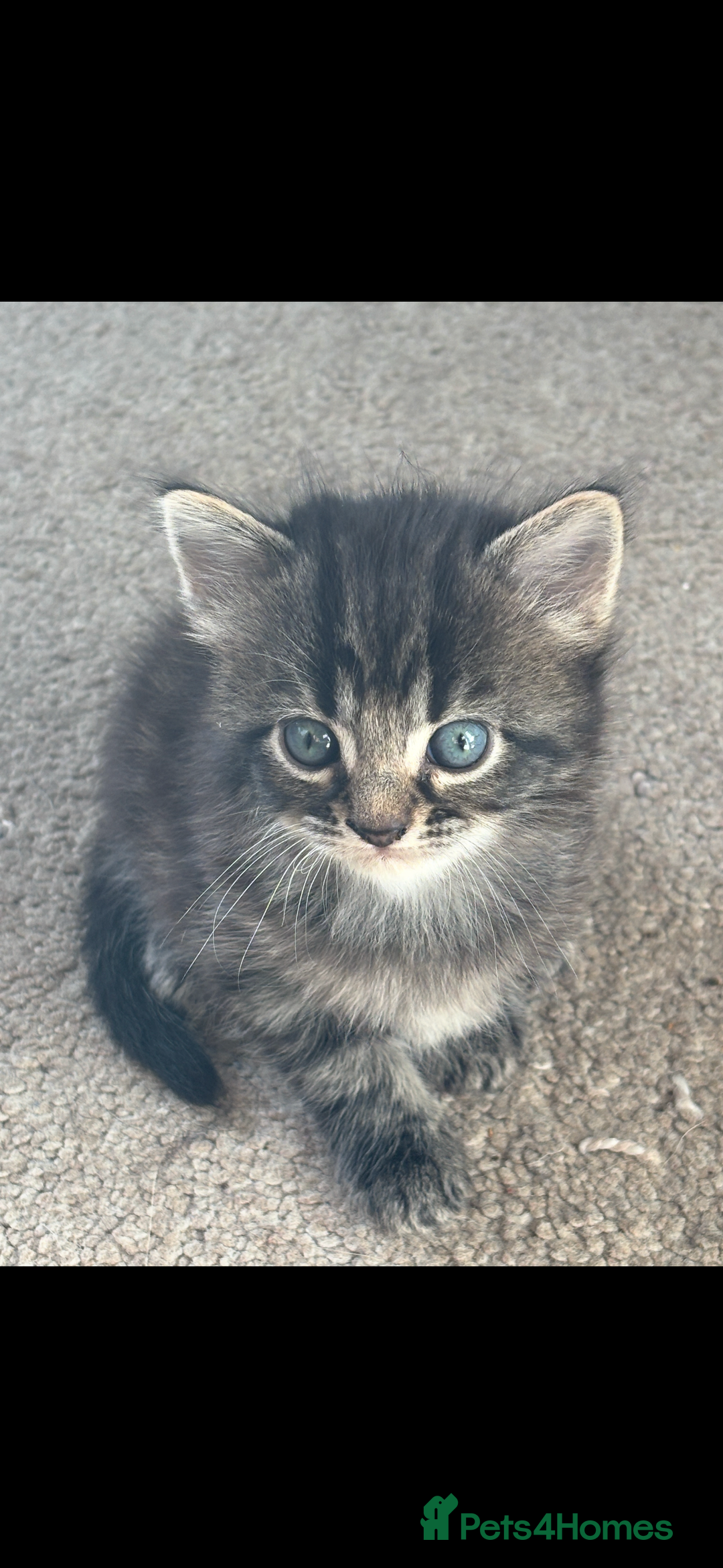 Mixed Breed cats for sale: Fluffy Adorable Kittens - Image 6