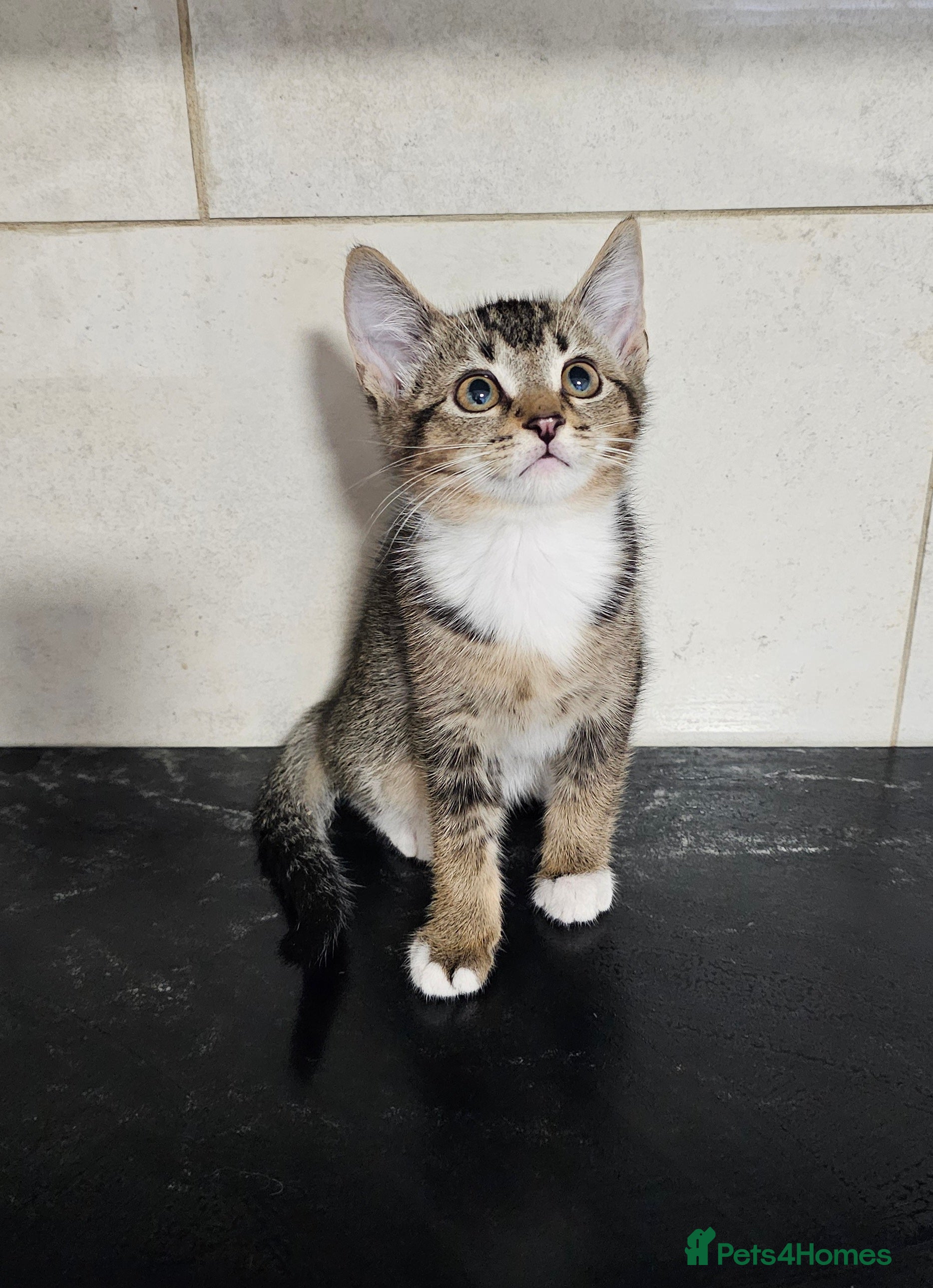 Mixed Breed cats Kittens available now - Advert 17