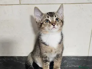 Mixed Breed cats Kittens available now - Advert 17