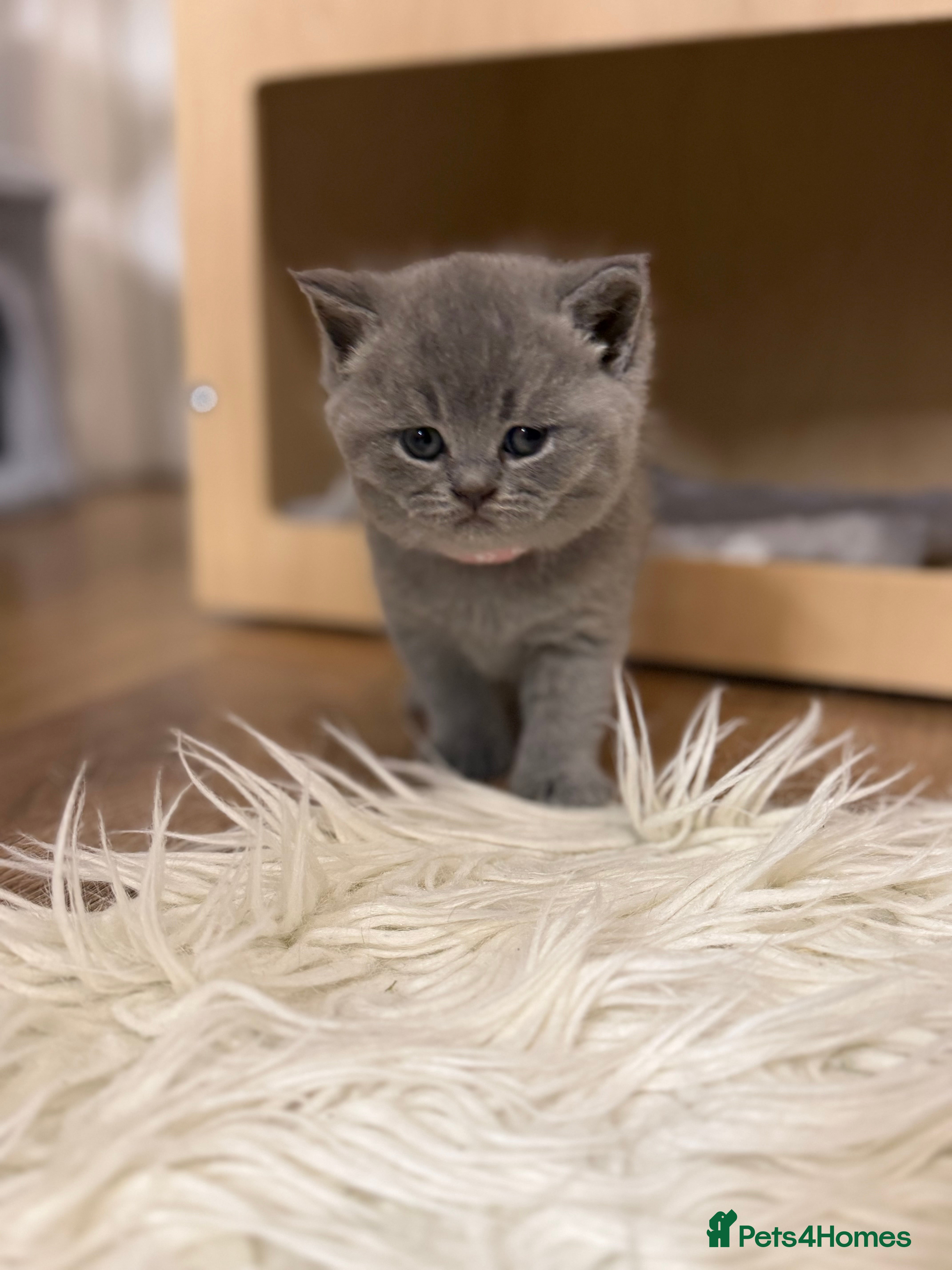 British Shorthair cats 100% Pure Pedigree Champion line Bsh Reg. Kittens - Advert 7