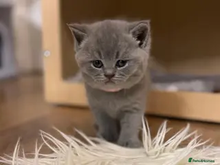 British Shorthair cats 100% Pure Pedigree Champion line Bsh Reg. Kittens - Advert 7