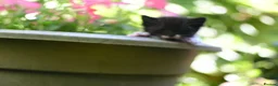Mixed Breed cats for sale: Tuxedo Kitten looking 4 a home - Advert 2