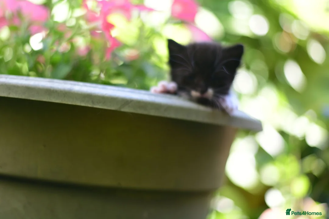 Mixed Breed cats for sale: Tuxedo Kitten looking 4 a home - Advert 2