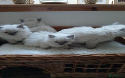 Ragdoll cats for sale: Blue point Ragdoll kittens  - Image 12