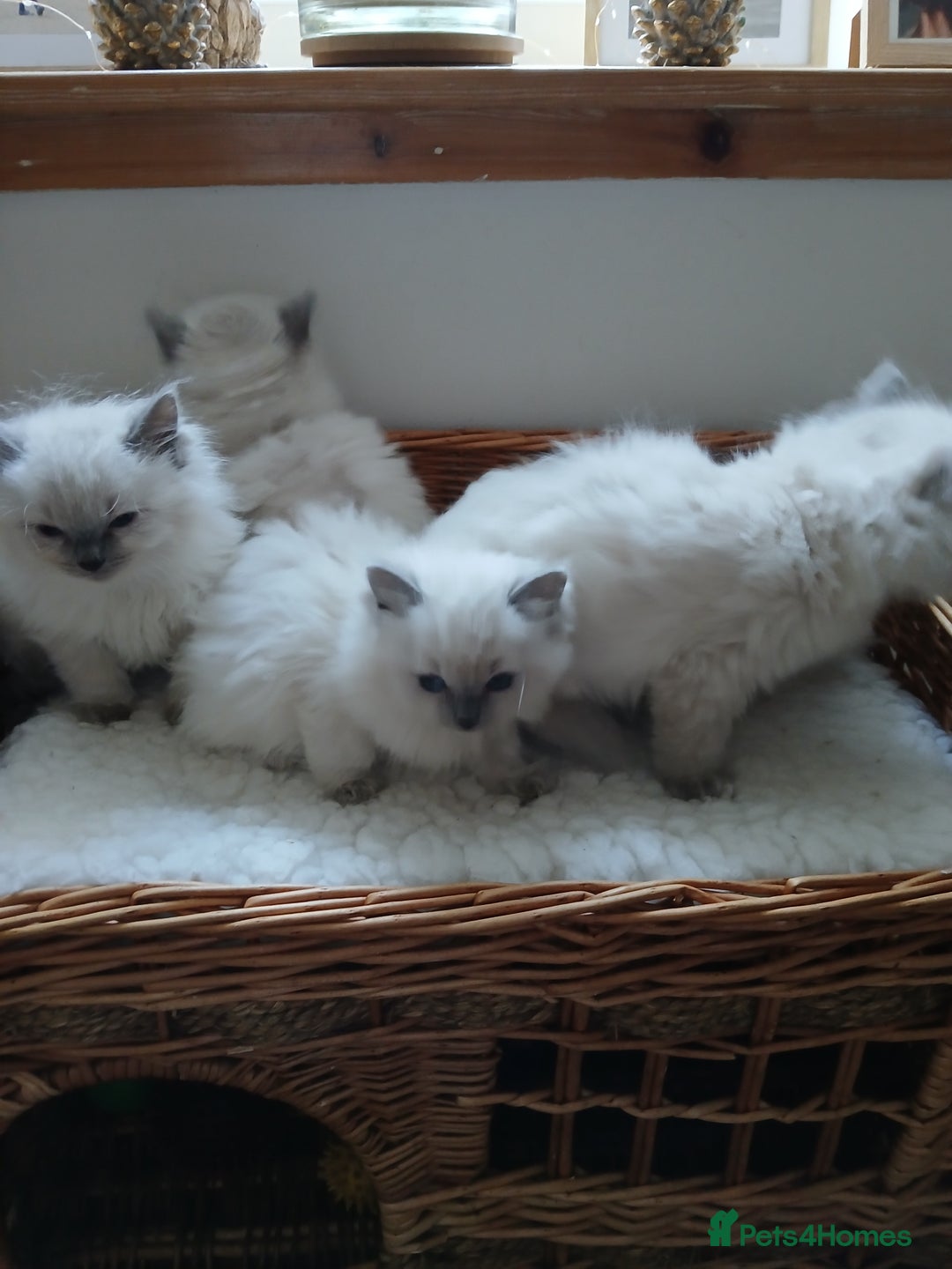 Ragdoll cats for sale: Blue point Ragdoll kittens  - Image 12