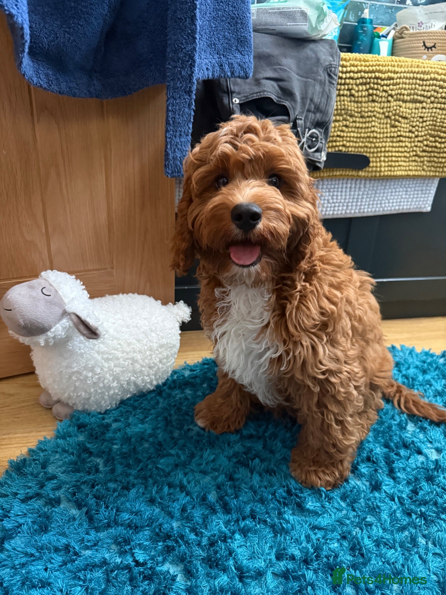 Cavapoo dogs Extensively Health Tested Red Cavapoos - Advert 1