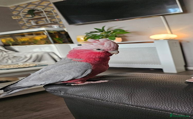 Cockatoo birds - Advert 1