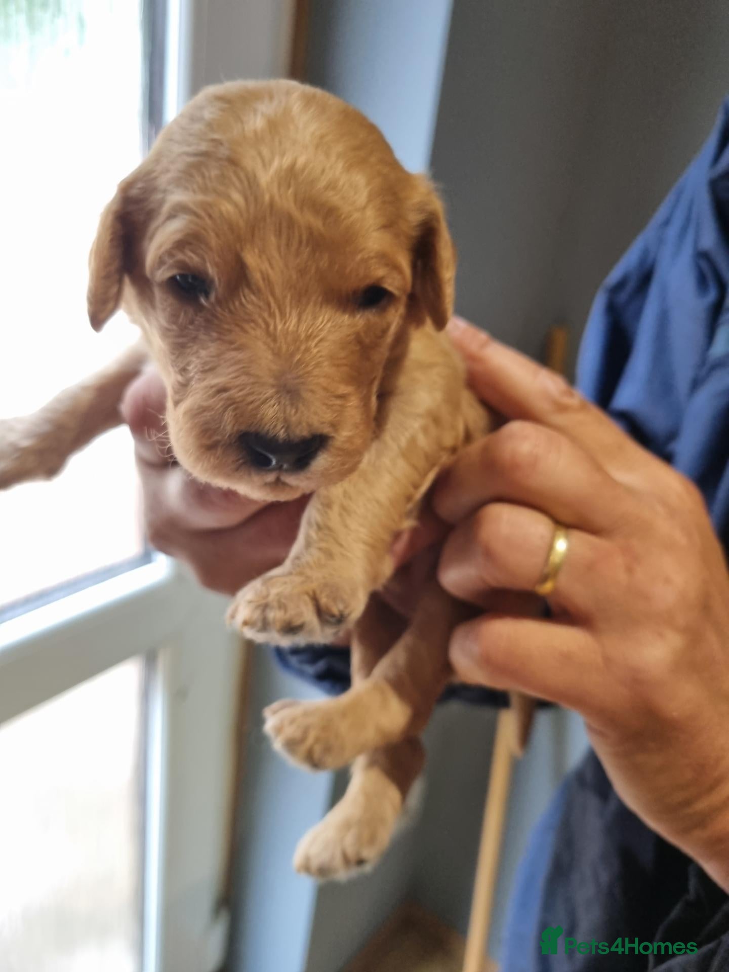Goldendoodle dogs 🐾 Stunning Fox Red F2b Goldendoodle puppies 🐾  - Advert 12