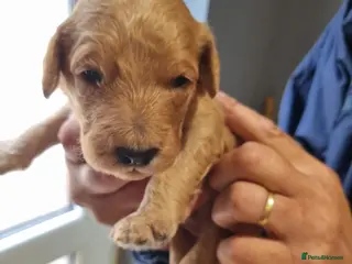 Goldendoodle dogs 🐾 Stunning Fox Red F2b Goldendoodle puppies 🐾 - Advert 1