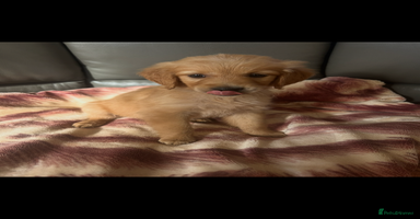 Golden Retriever dogs - Advert 15