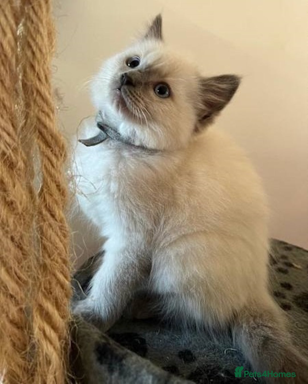 Ragdoll cats for sale: Home raised purebred ragdolls available - Image 1