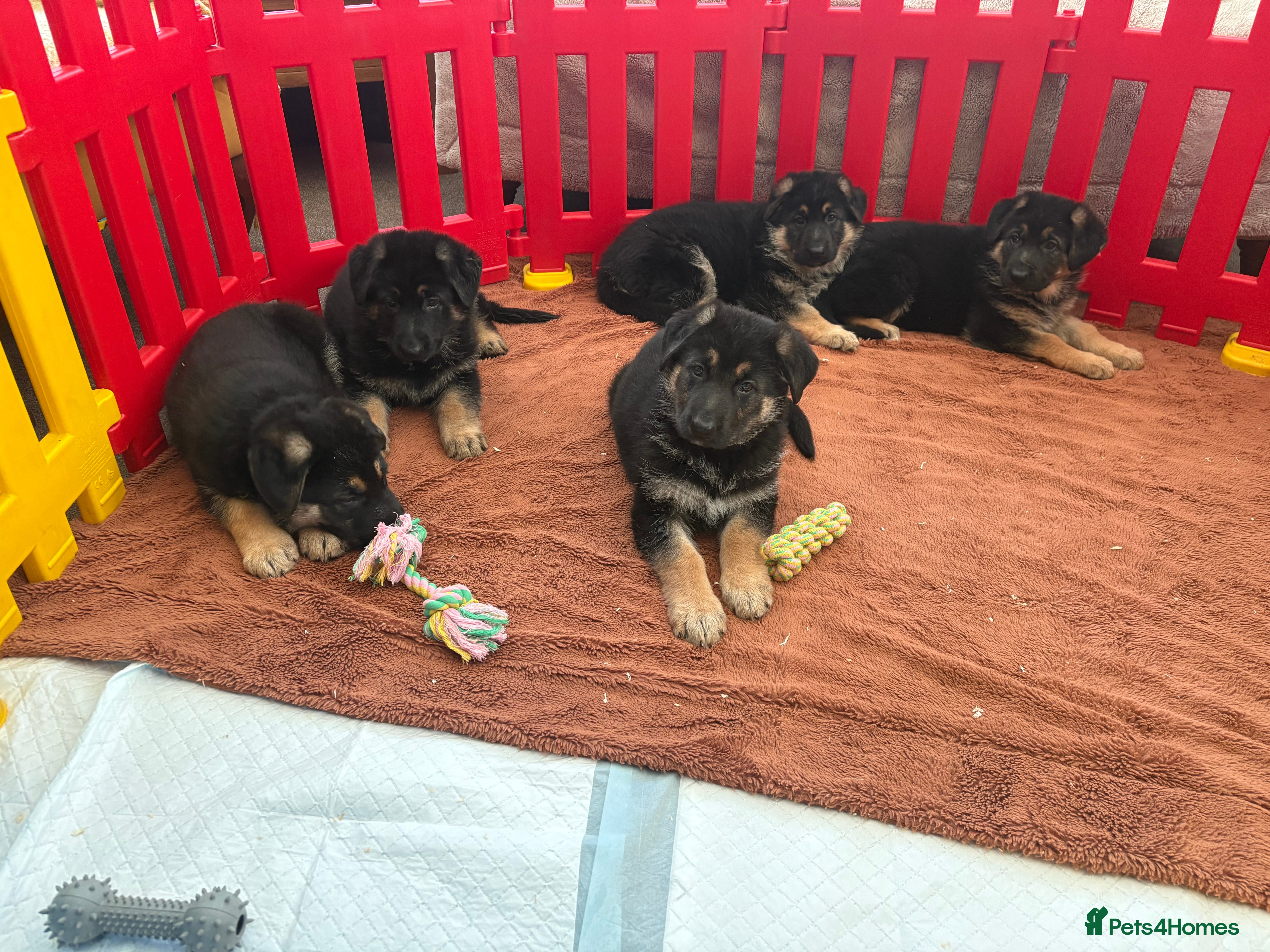 German Shepherd dogs German shepherd puppies for sale  - Advert 10