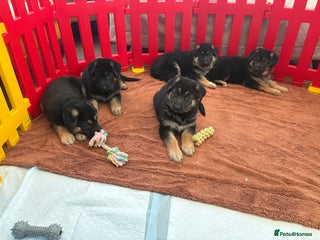 German Shepherd dogs German shepherd puppies for sale - Advert 7