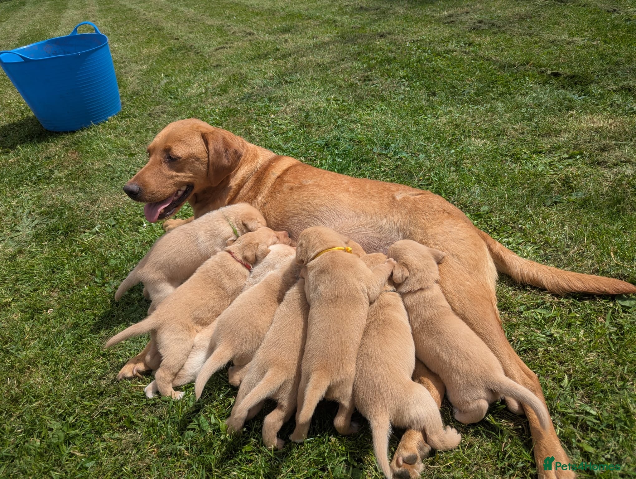 Labrador Retriever dogs for sale: Exceptional red fox Labrador  in Washington - Advert 4