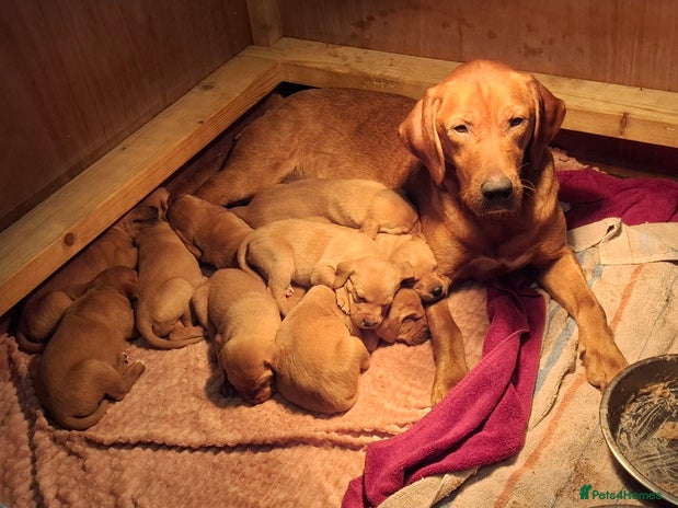 Mixed Breed dogs - Advert 2