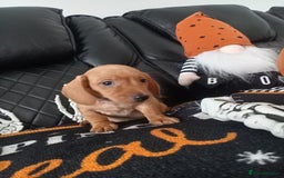 Miniature Dachshund dogs for sale: beautiful miniature dachshund pups available now  - Image 11