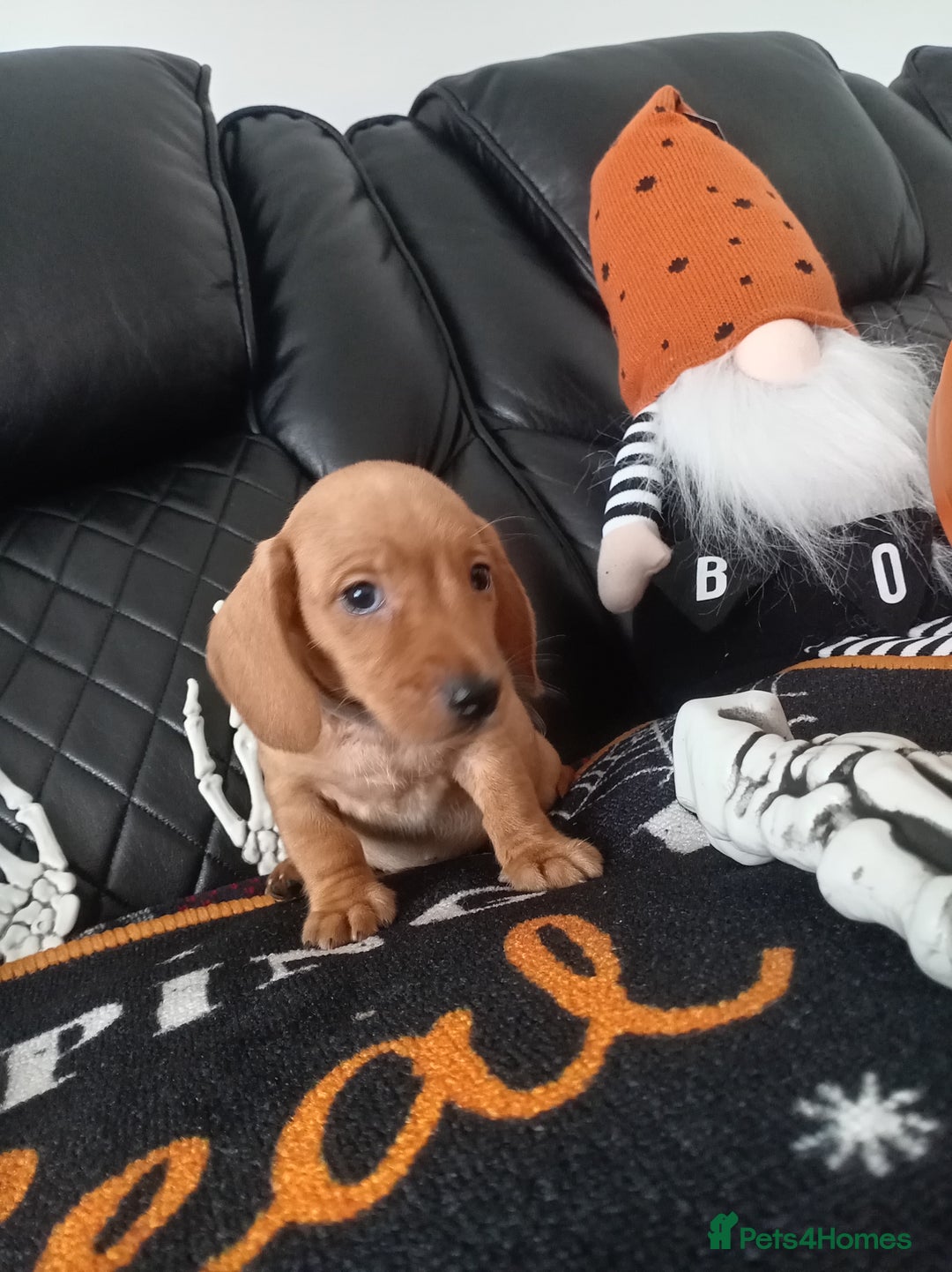 Miniature Dachshund dogs for sale: beautiful miniature dachshund pups available now  - Image 11