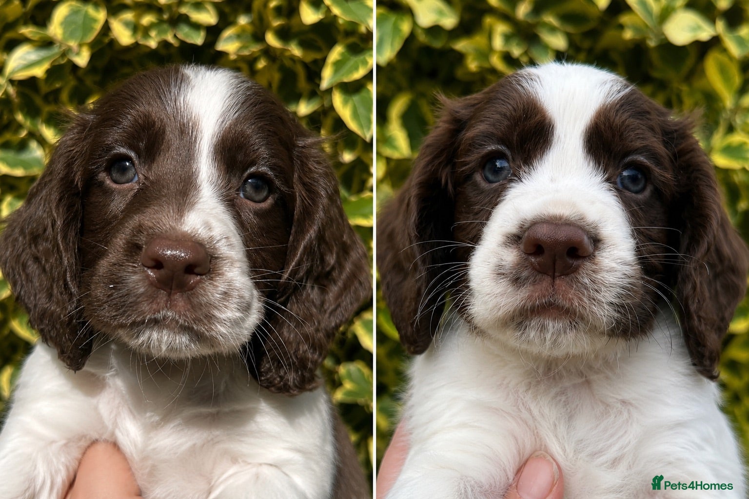 Cocker Spaniel dogs FtCh Sired KC Reg Working Cocker Pups - Advert 4