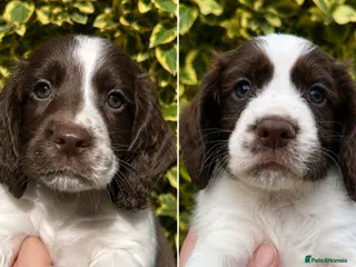 Cocker Spaniel dogs FtCh Sired KC Reg Working Cocker Pups - Advert 4