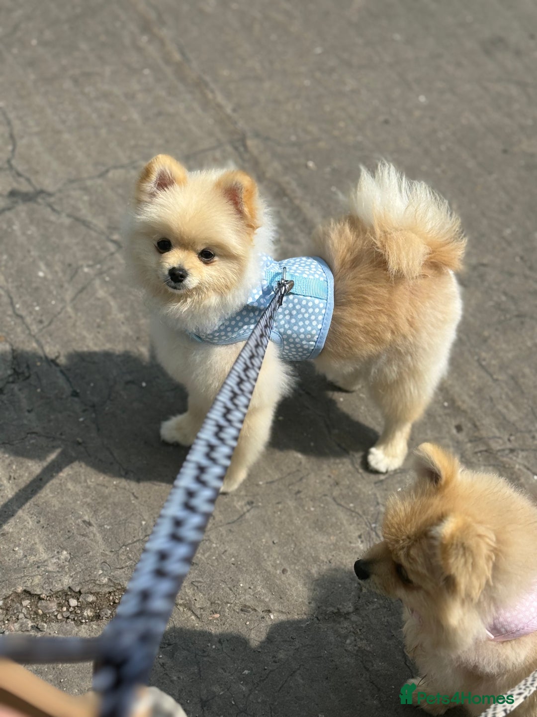 Pomeranian dogs for sale: TEACUP POMERANIANS🐶💫 - Image 4