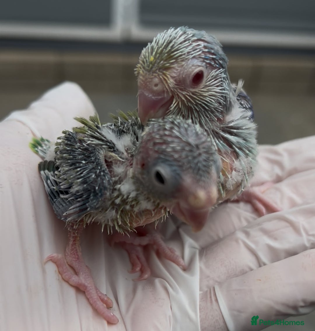 Mixed Breed birds for sale: All types Bird Avery clearance.  - Image 6