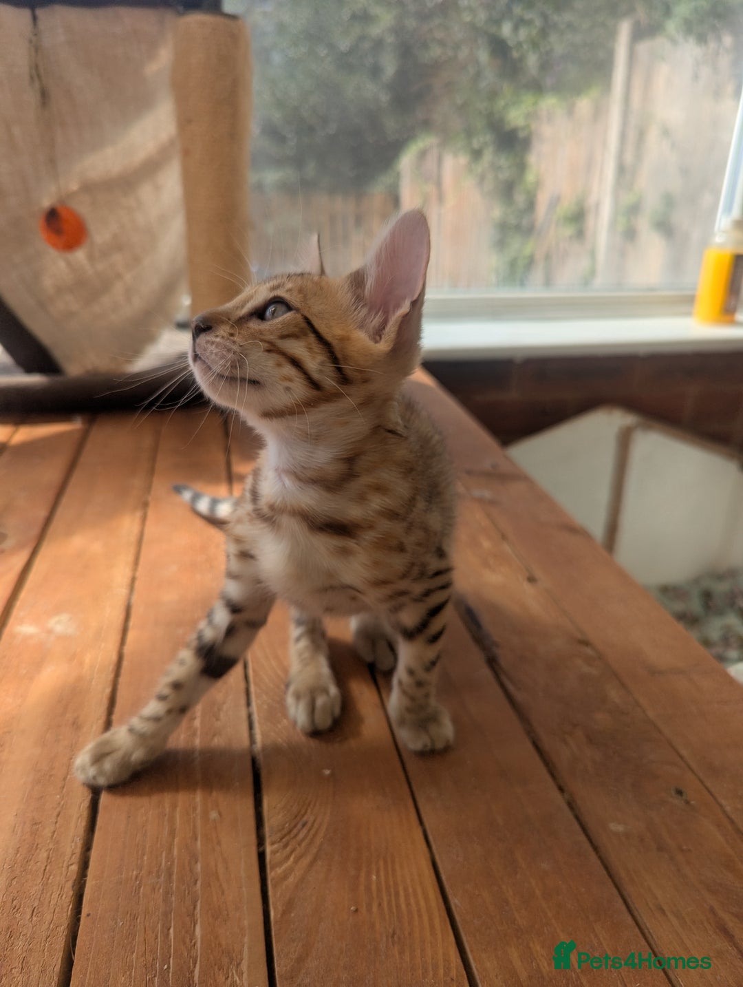 Bengal cats for sale: Bengal Kittens Purebred with Champion Lines  - Image 29