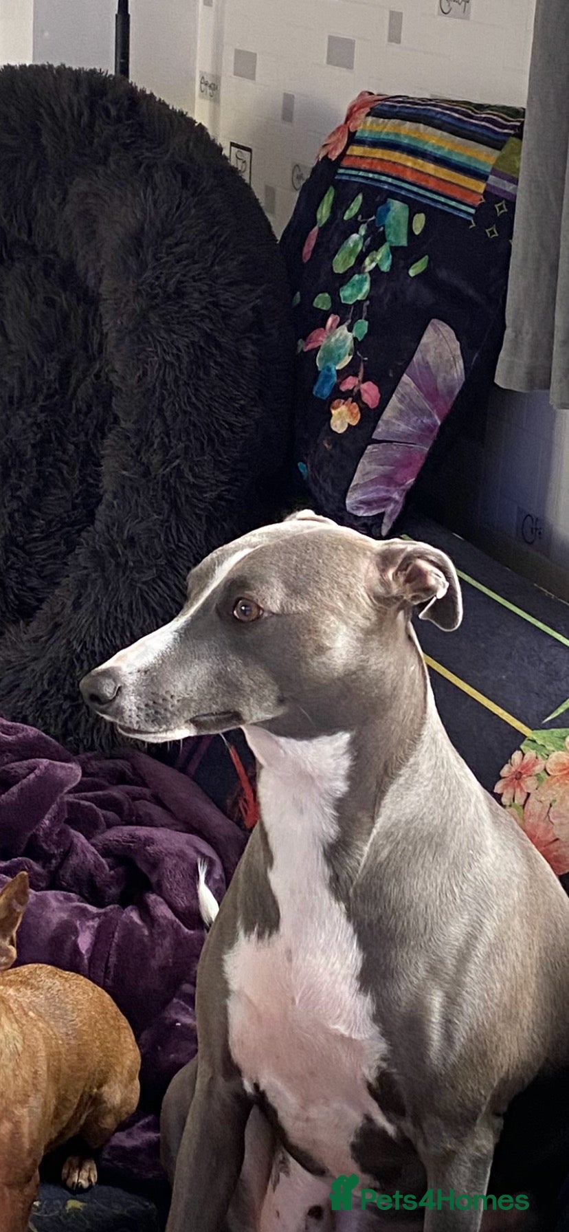 Mixed Breed dogs for sale: Whippet/Italian Greyhound 20 Months old - Advert 1