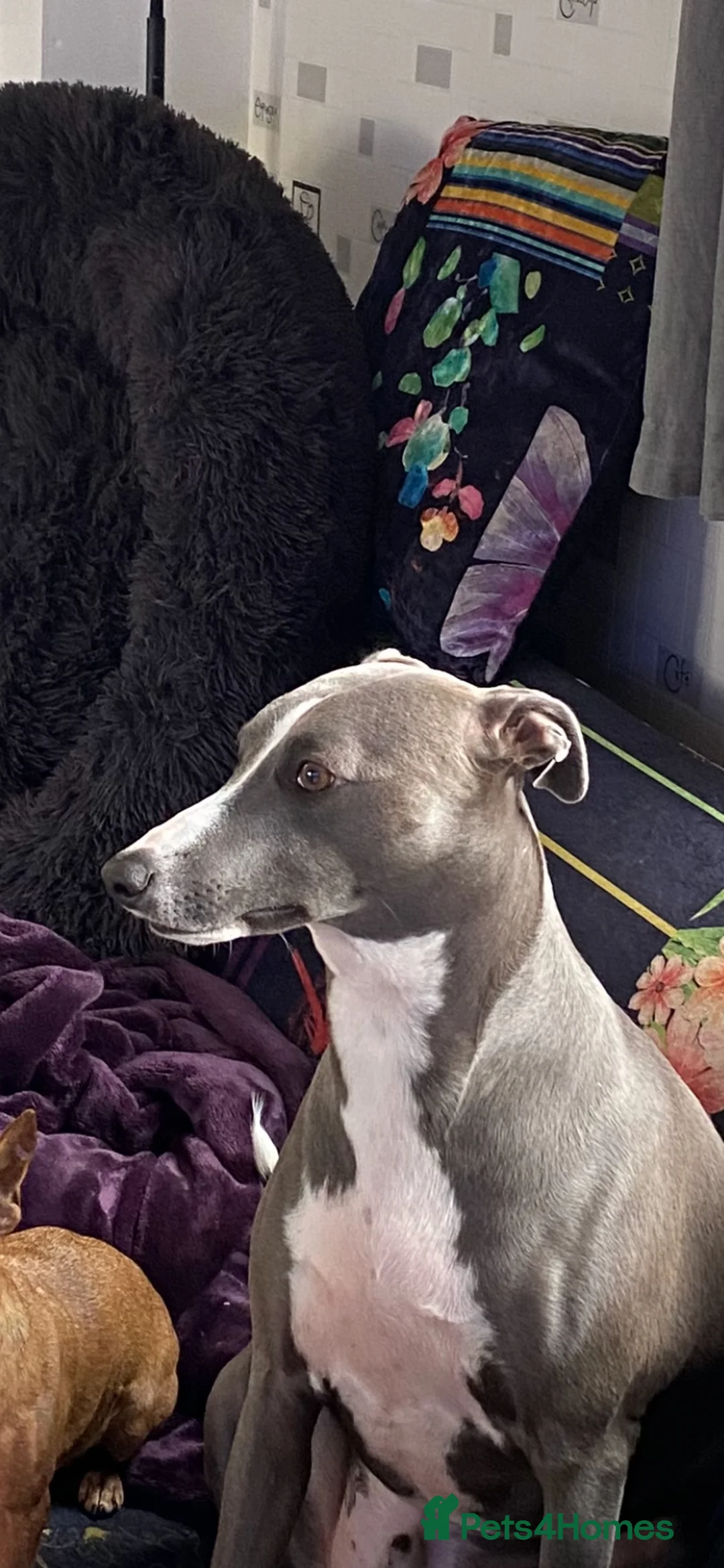 Mixed Breed dogs for sale: Whippet/Italian Greyhound 20 Months old in Rotherham - Advert 1