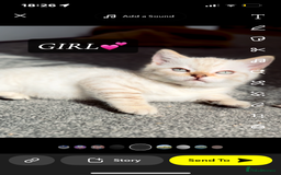 Bengal cats for sale: ✨British shorthair X Rosetted Snow Mink Bengal  - Image 2